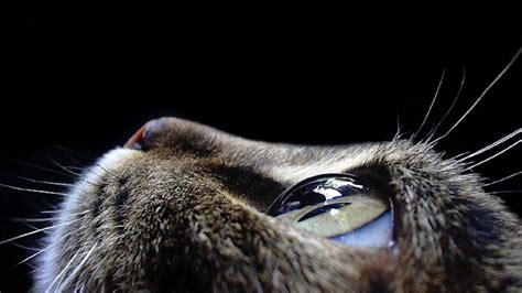 Wallpaper Animals Eyes Closeup Fur Nose Whiskers Vertebrate