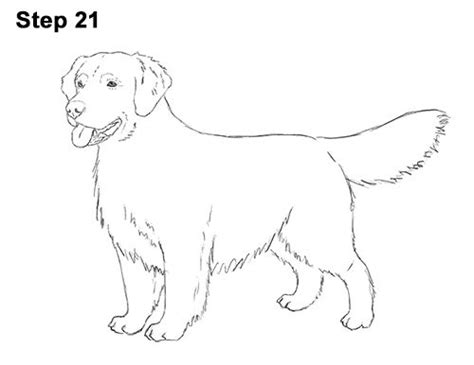Golden Retriever Easy Drawing Drawing Beginners Lessons Tutorials