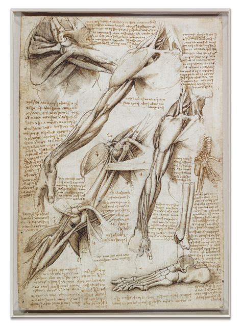 Leonardo's Anatomy ~ Irtiqa