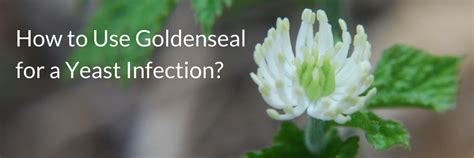 How To Use Goldenseal For A Yeast Infection Beat Candida