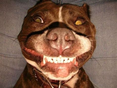 Smiling Pitbull Funny Picture Pets Photos Pitbulls Pitbull Terrier