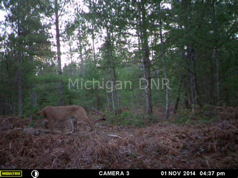Dnr Confirms Presence Of Cougar In Upper Peninsula Again