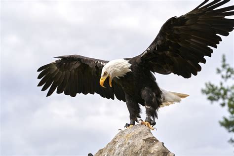 Todo Sobre El águila Calva El Emblema Nacional Gage Beasley