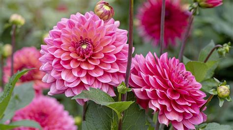 When To Plant Dahlias For Bold Blooms And Beautiful Cut Flowers