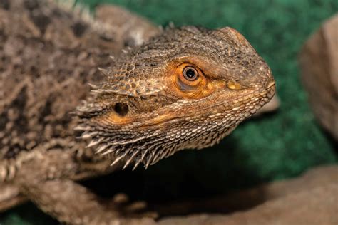 Breeding Bearded Dragon Morphs Reptiles Magazine