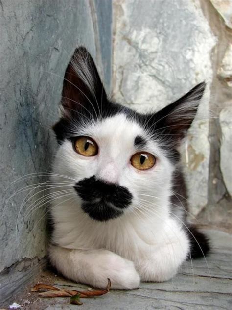 Unique Markings On This Cat Pets Pinterest Cats Beauty Marks And