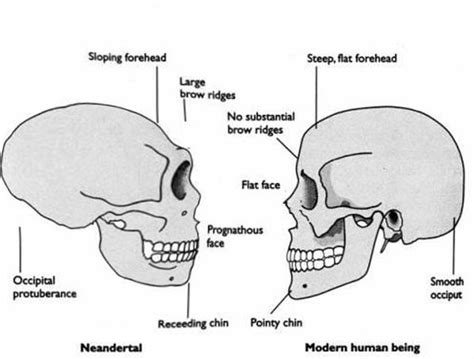 Projection Of The Occipital Bone At The Back Of The Skull