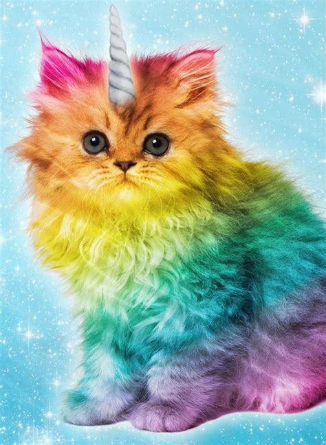 Unicorn Rainbow Cat About Unicorns On Pinterest Pegasus A
