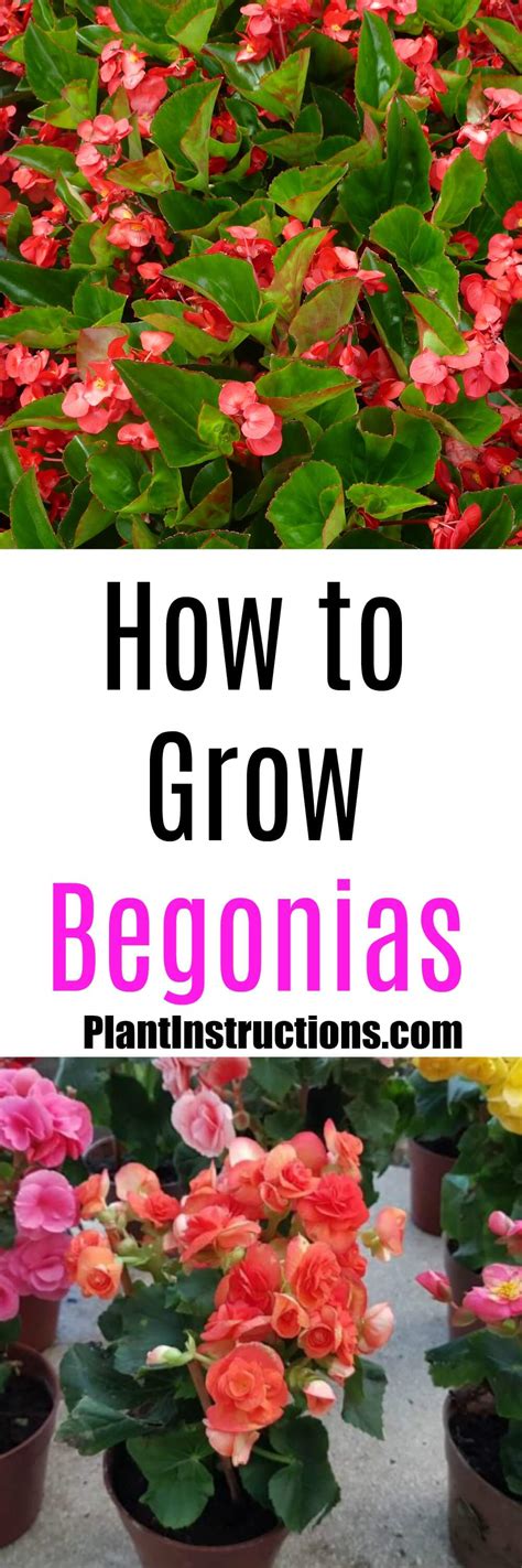 How To Grow Begonias Plant Instructions