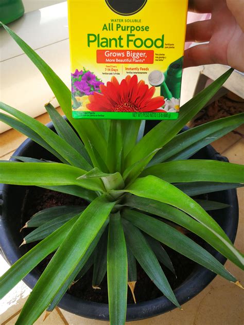 Complete Guide How To Fertilize A Pineapple Plant For Maximum Yield