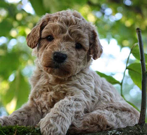 Rules Of The Jungle Labradoodle Puppies