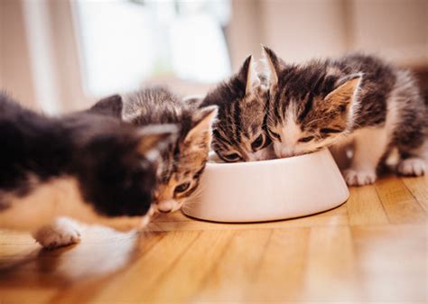 7 Tips For Getting A Cat To Eat