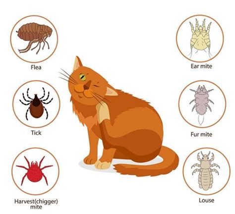 How To Tell If Cat Has Fleas Or Ticks