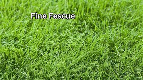 Fescue Grass A Comprehensive Guide To Lush Lawns