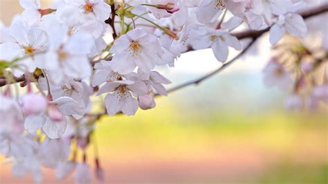 Cherry Blossom Wallpaper Hd Wallpapersafari