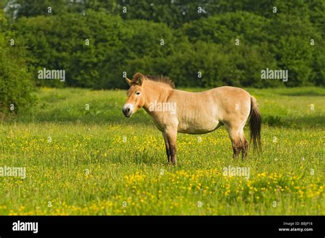 Reintroduction Of The Przewalskis Horse Hi Res Stock Photography And