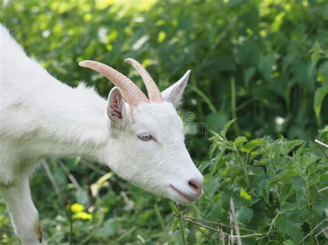 Cute White Goat Stock Image Image Of Horned Hairy 172810273
