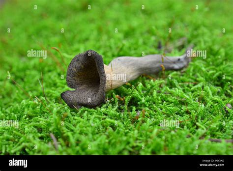 Craterellus Cornucopioides Horn Of Plenty Mushroom In Nature Stock