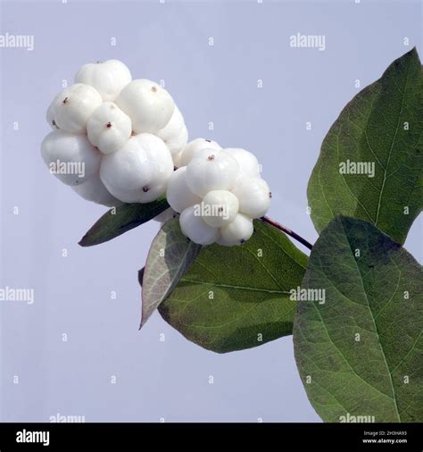 Snowberry Symphoricarpos Albus Fruits Stock Photo Alamy