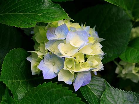 Hydrangea Wallpapers Wallpaper Cave