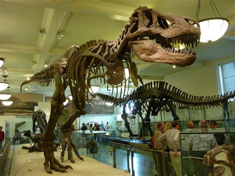 T Rex Amnh Nyc Natural History Museum New York