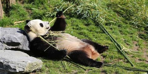 You can at ouwehands zoo! Chinese vakmannen begonnen met bouw pandaverblijf ...