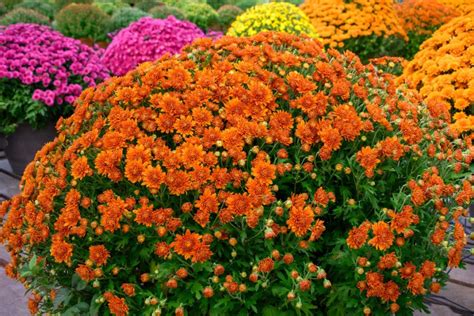 5 Fall Flowers To Brighten Your Garden By Michelle Ward Sep 2022