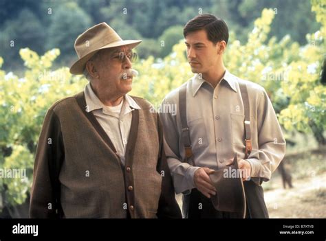A Walk In The Clouds Year 1995 Usa Anthony Quinn Keanu Reeves