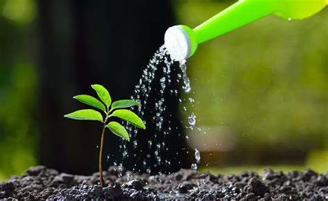 Do You Know The Right Way Of Watering Your Home Plants
