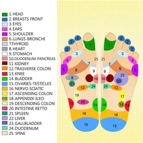 Mapa Reflexologia Podal Japonesa Reflexoterapia Terapia Podal Tamanho