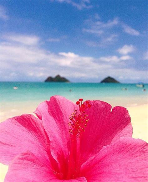 Pin By Coco Moon Hawaii On Destinations De Rêve Tropical Flowers