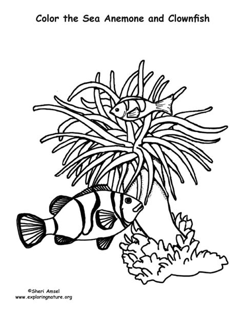 Sea Anemone And Clownfish Coloring Nature