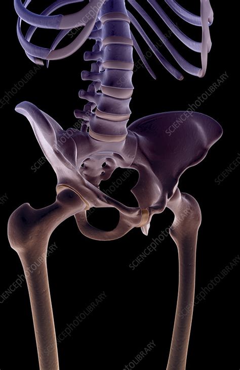 The Bones Of The Pelvis Stock Image F0015164 Science Photo Library