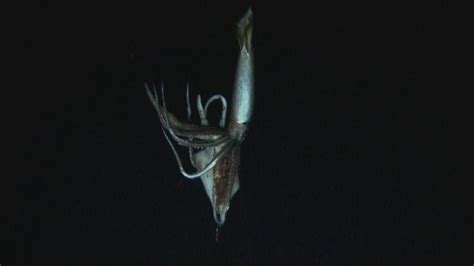Amazing Video Giant Squid Filmed In Deep Sea Habitat For