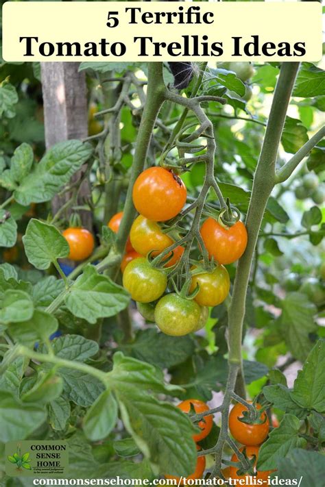 5 Terrific Tomato Trellis Ideas For Easy Harvesting Tomato Trellis