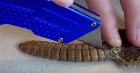 Watch This Father And Son Slice Into A Rattlesnake To Find Out Whats Inside Sick Chirpse