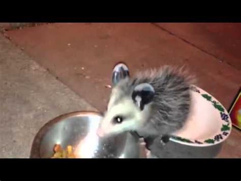 An opossum eating cat food that i leave on my front porch when my cats are outside. Baby possum eats cat food - YouTube