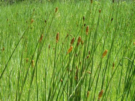 Medicinal Benefits Of The Horsetail Herb Photos Of Horsetail I Have