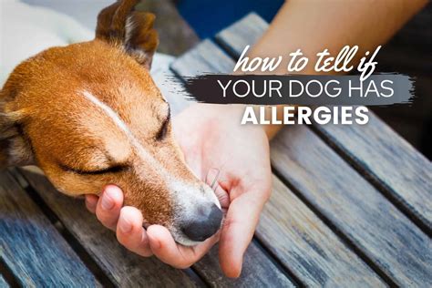 Dog Allergies During Immunotherapy Atelier Yuwaciaojp