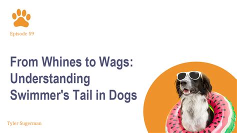 From Whines To Wags Understanding Swimmers Tail In Dogs — Vetsplanation