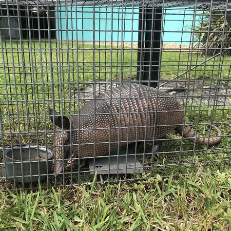 Armadillo Removal Services In Sarasota Fl Animal Rangers Inc 800