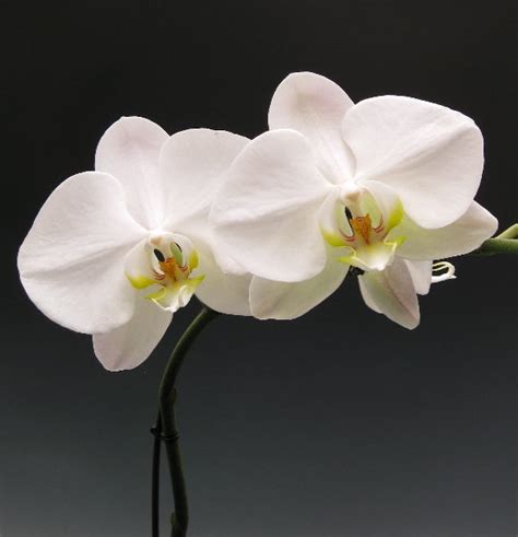 Orchidaceous Orchid Blog July 2012