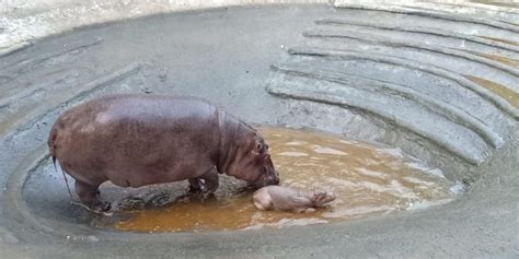Kamatibugh Zoo Welcomes Adorable Baby Hippo