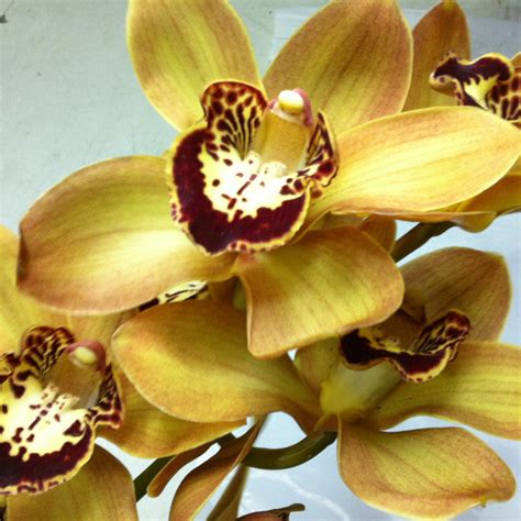 Cymbidium Brown Enjoy Orchids