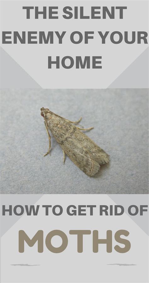 Here's how to swaddle a baby: The Silent Enemy Of Your Home - How To Get Rid Of Moths ...