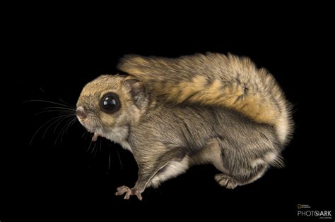 Photo Ark Home Male Siberian Flying Squirrel National Geographic Society