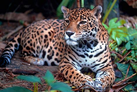 Free Download Hd Wallpaper Leopard Sitting Beside Green Leafy Plant