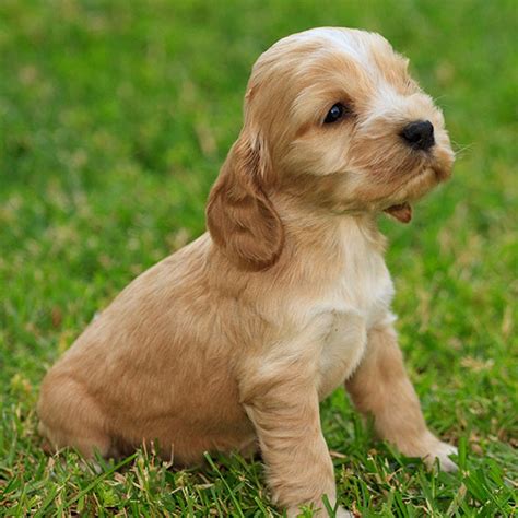 1 Cocker Spaniel Puppies For Sale In Florida