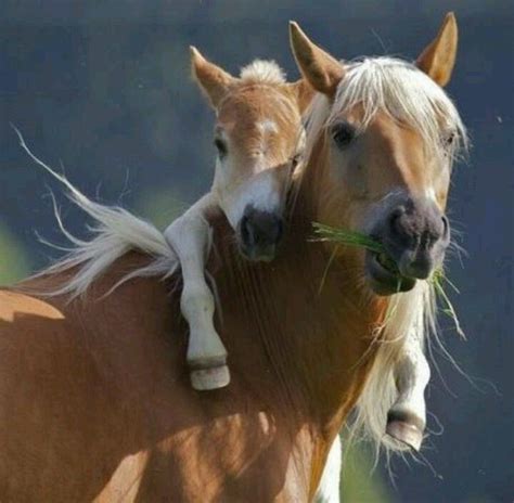 Cute Baby Horses Adorable Animal Kingdom