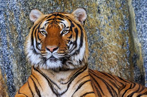 The Endangered Indochinese Tiger Panthera Tigris Tigris Animaux